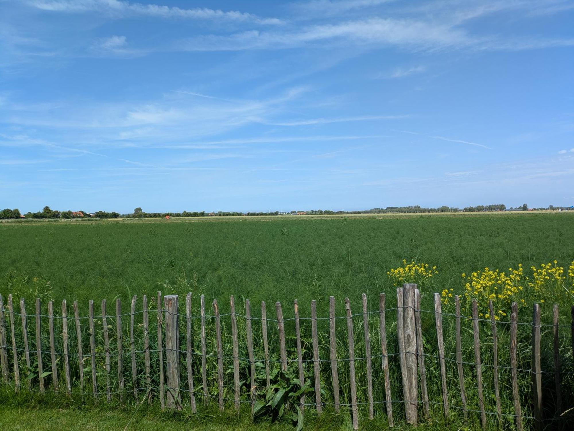 De Zeeuwse Zonnehoed *